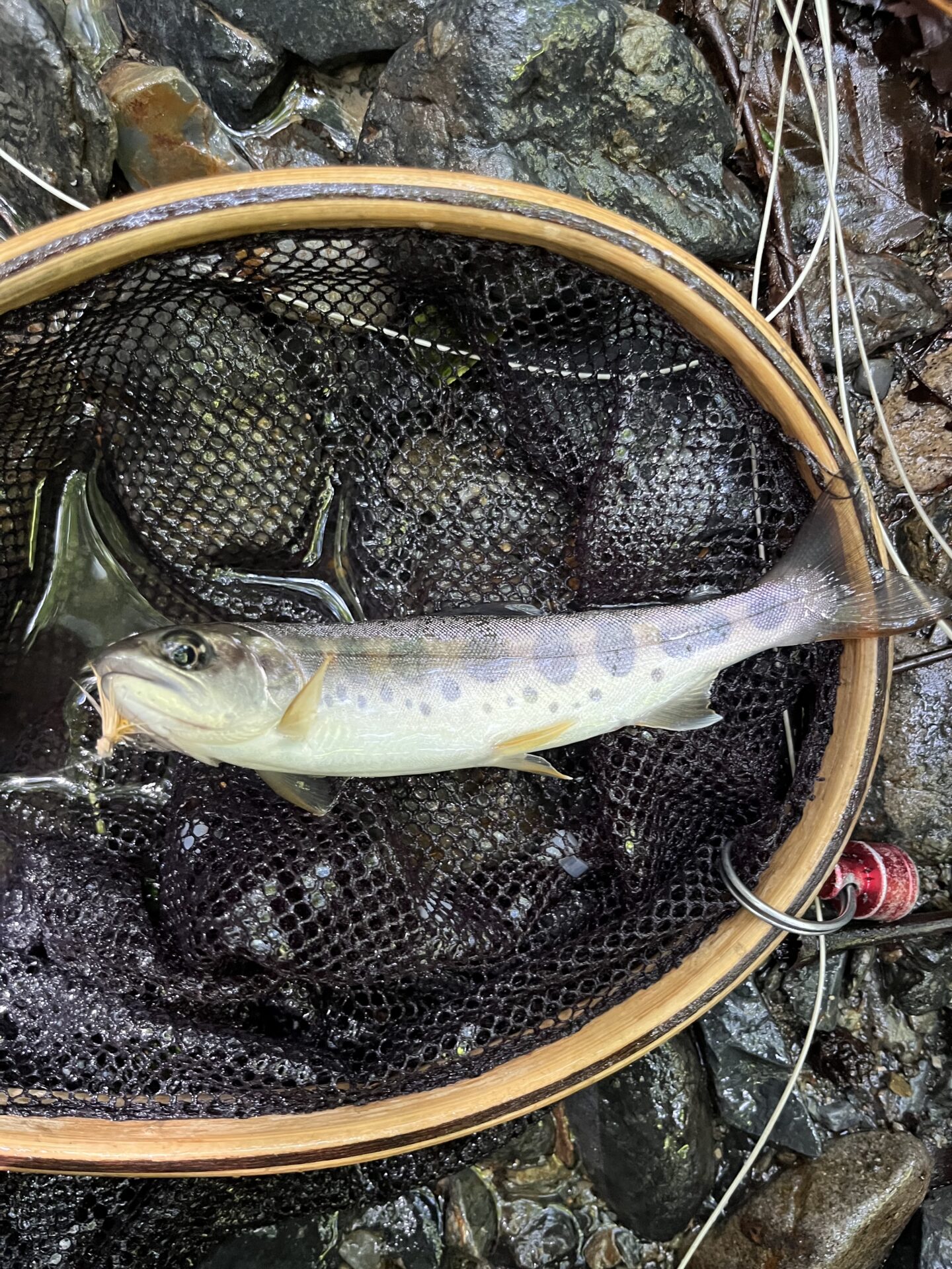 山女魚
シャロムの森
10:16