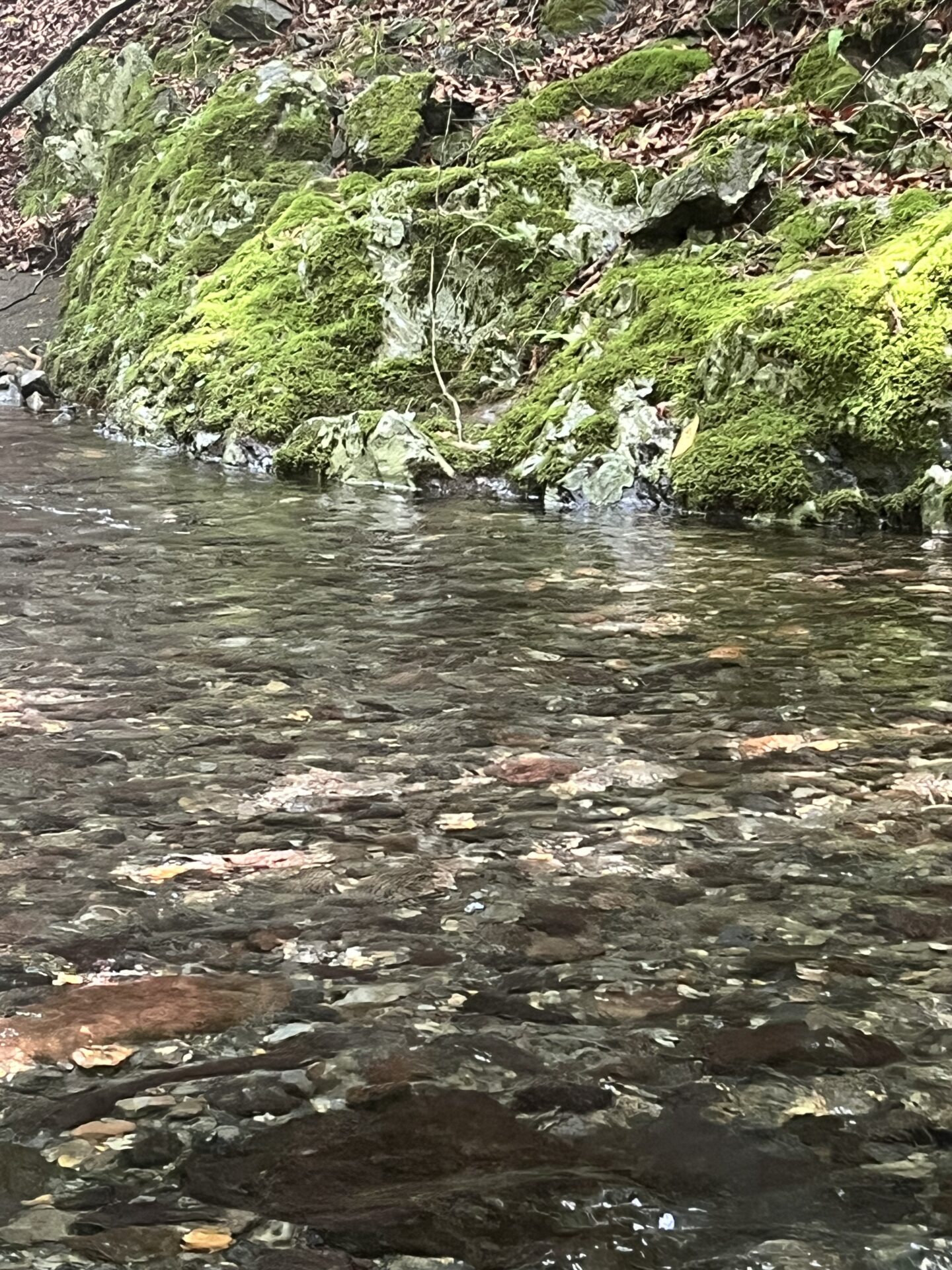 ポイント
山女魚
シャロムの森
10:16