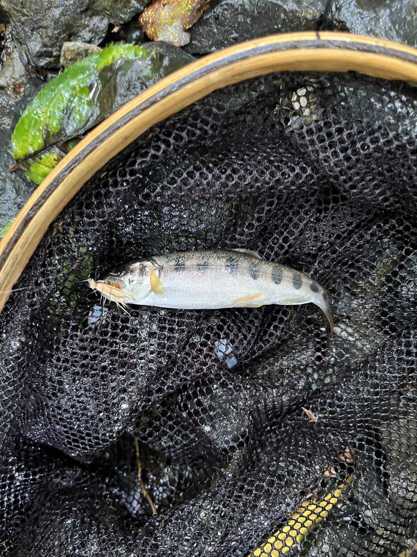 山女魚
シャロムの森
10:23
