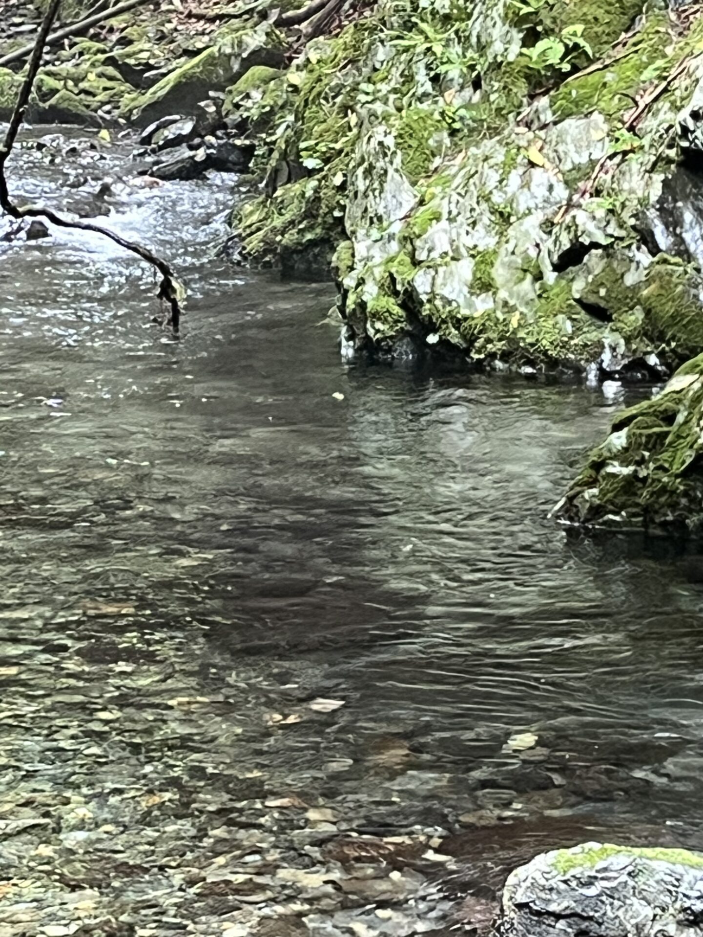 ポイント
山女魚
シャロムの森
10:23