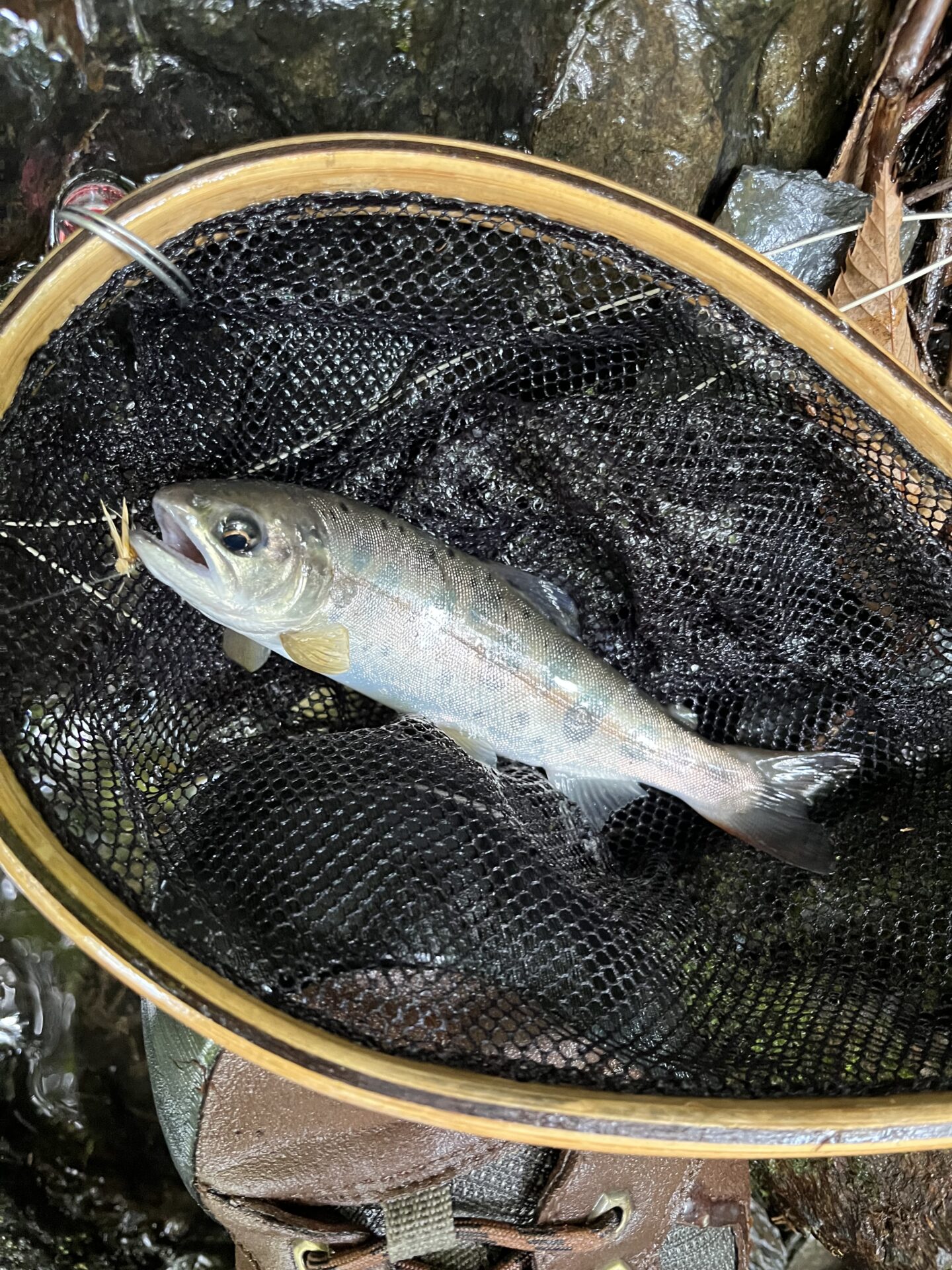 山女魚
シャロムの森
10:52