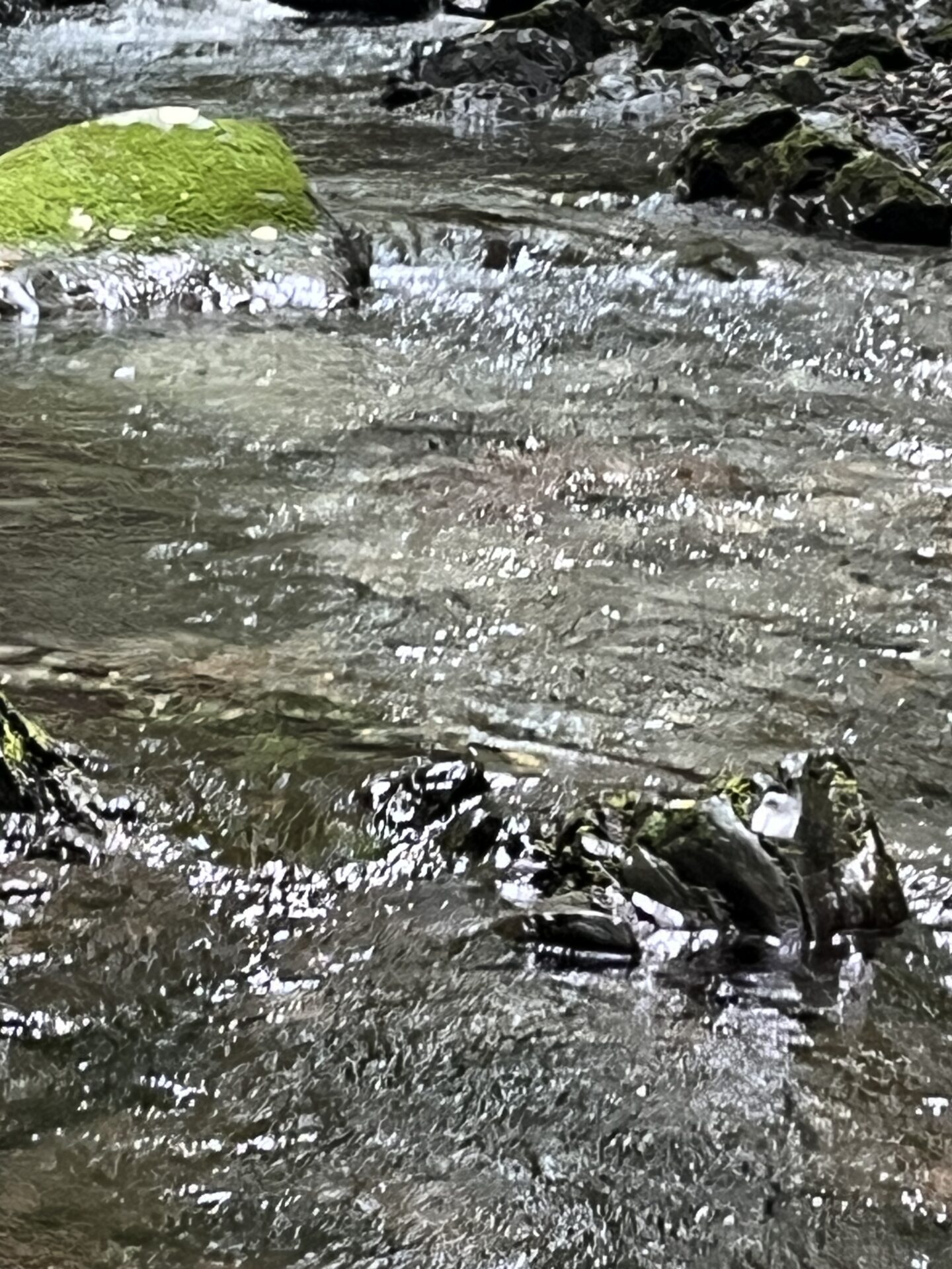 ポイント
山女魚
シャロムの森
10:52