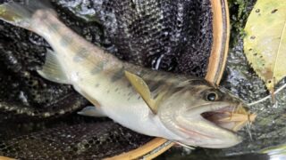 【釣果8匹山女魚8岩魚0】シャロムの森2025.7.24 