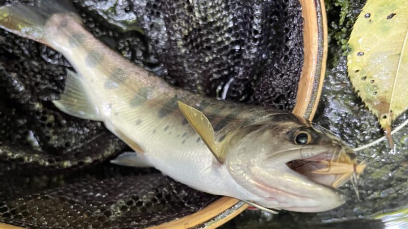 【釣果8匹山女魚8岩魚0】シャロムの森2025.7.24