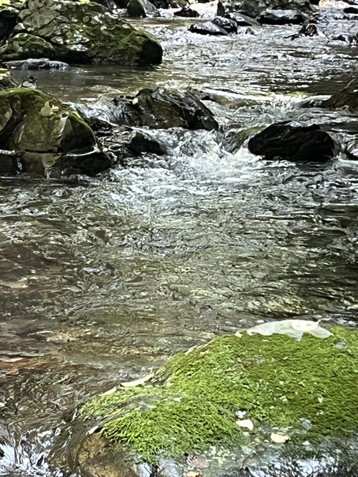 ポイント
山女魚
シャロムの森
10:59