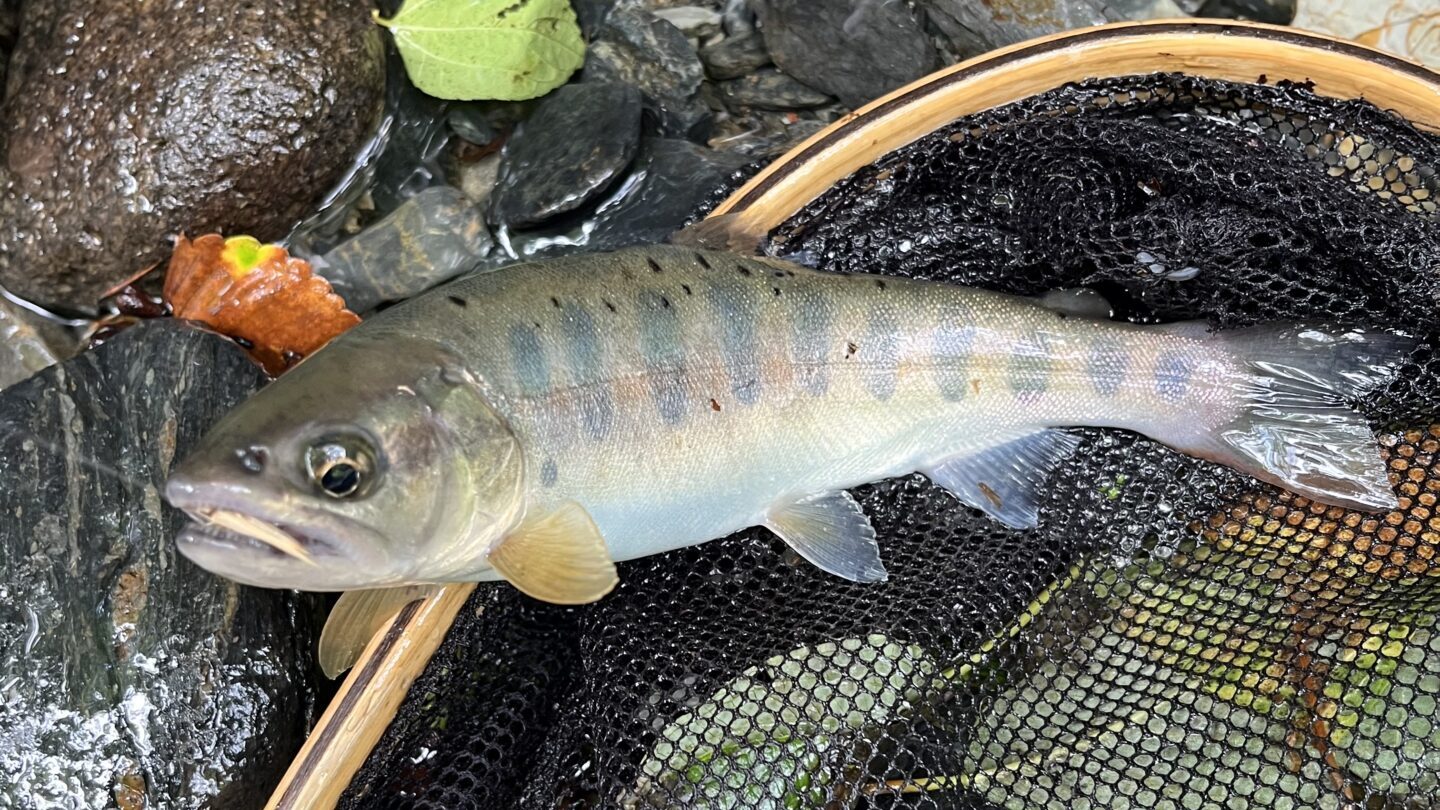 【釣果8匹山女魚8岩魚0】シャロムの森2025.7.24