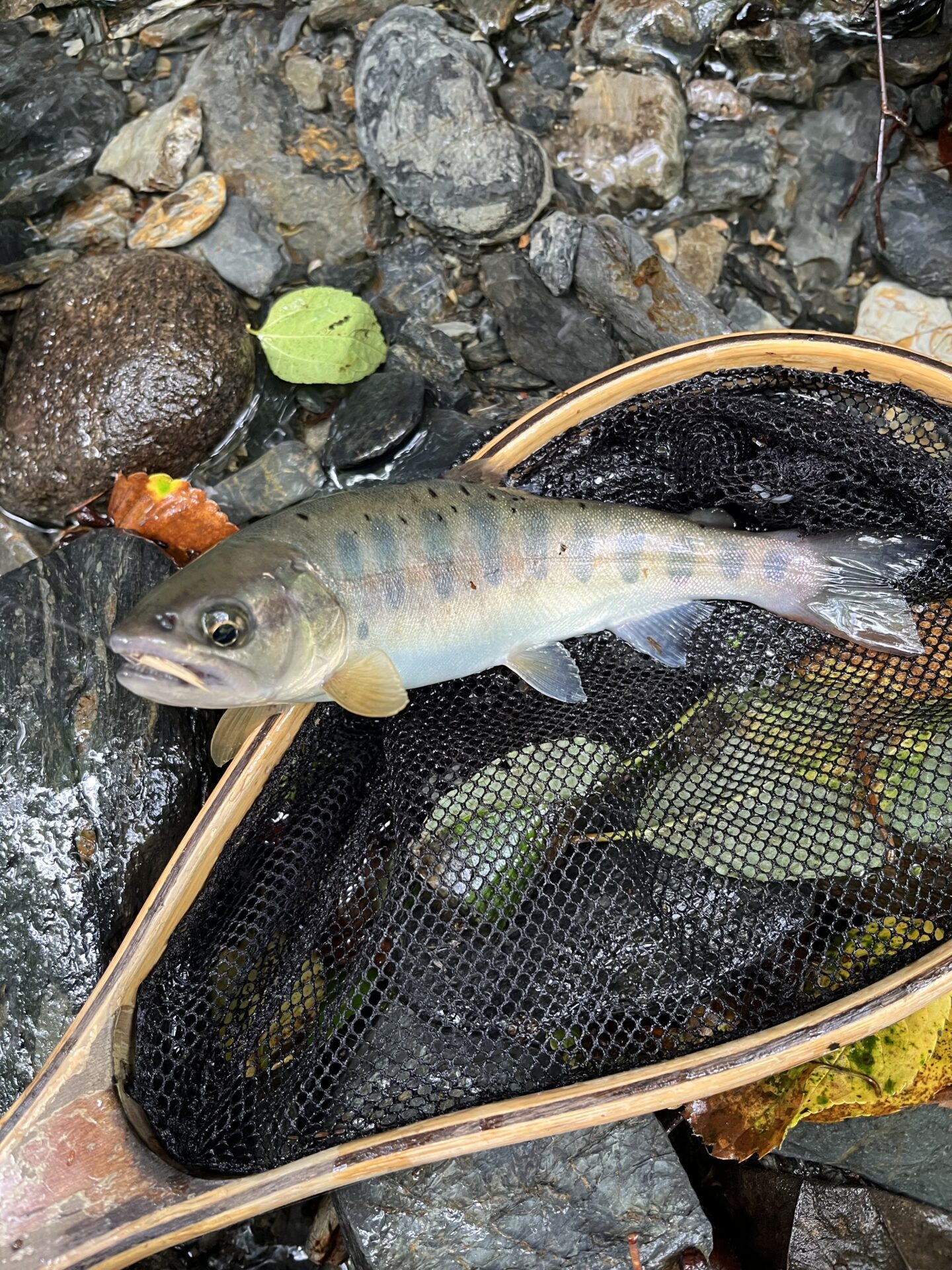 山女魚
シャロムの森
11:56