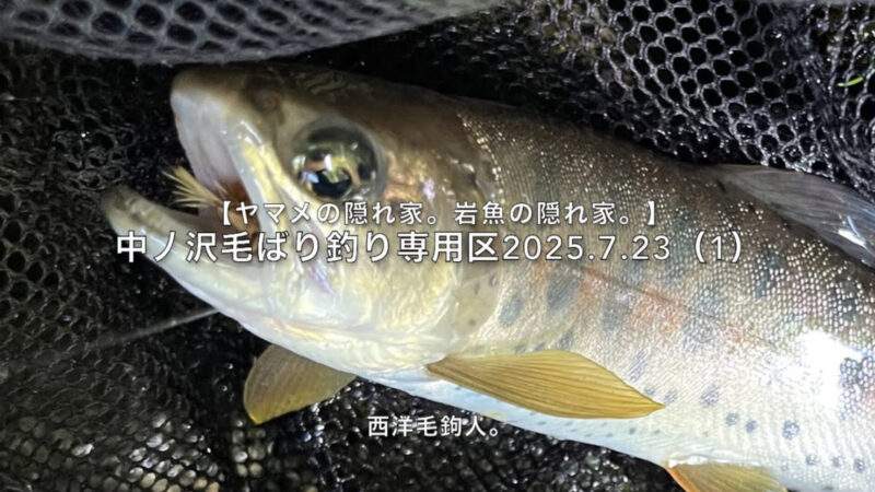 【フライフィッシング】スレてない!っと思ったのも、束の間。