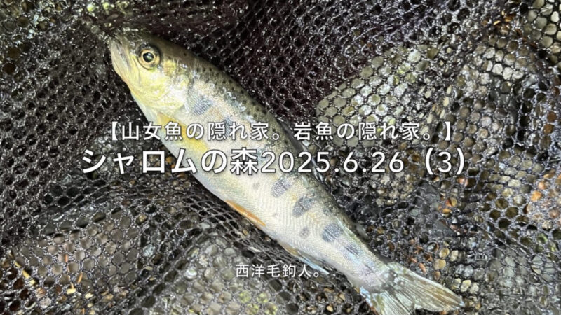 【フライフィッシング】流芯脇でチビが反応する。 