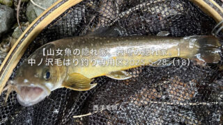 【フライフィッシング】マイナス思考を吹き飛ばす岩魚！ 
