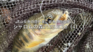 【フライフィッシング】チビでない山女魚？を釣った！ 
