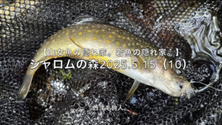 【フライフィッシング】予定は未定？もう少し大きな岩魚が釣れる予定だったが・・・。 