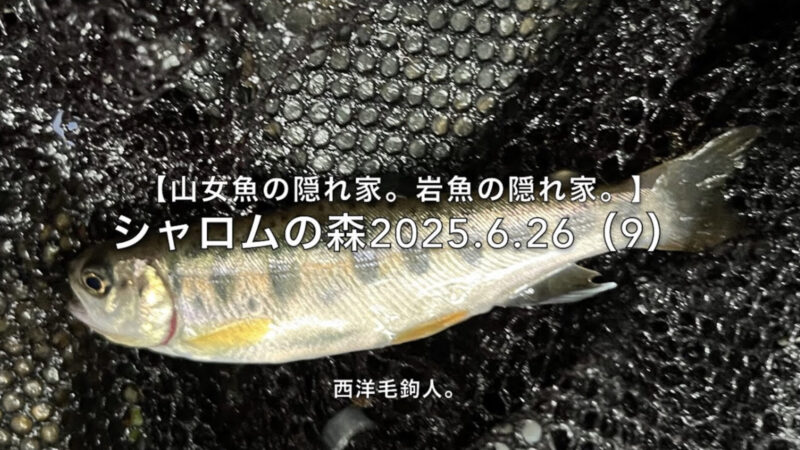 【フライフィッシング】フツーサイズは、どこにいる?