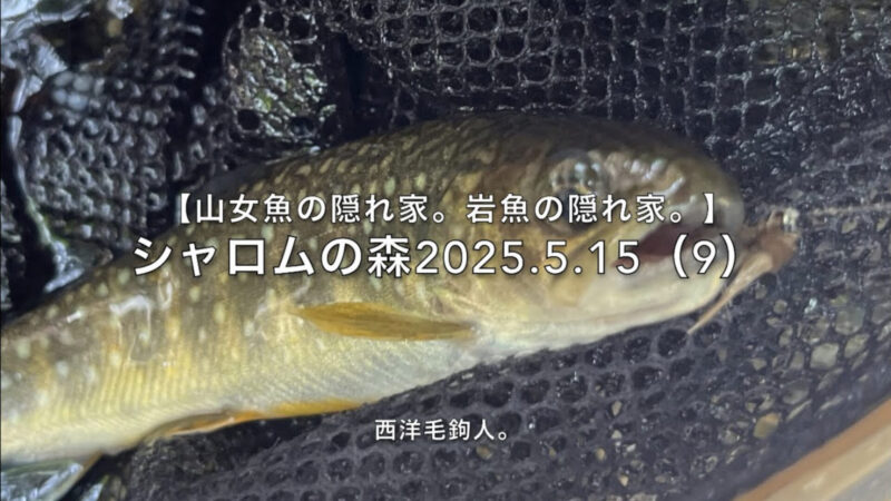 【フライフィッシング】やっぱりチビだった。 
