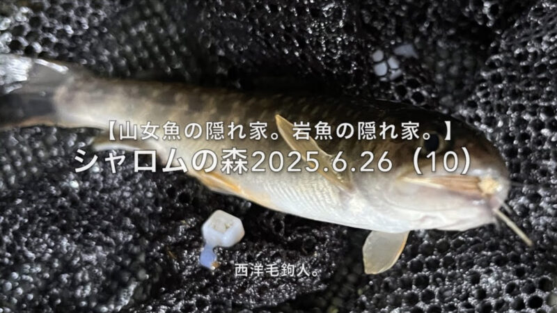 【フライフィッシング】今日は流芯脇からチビ岩魚も出る。