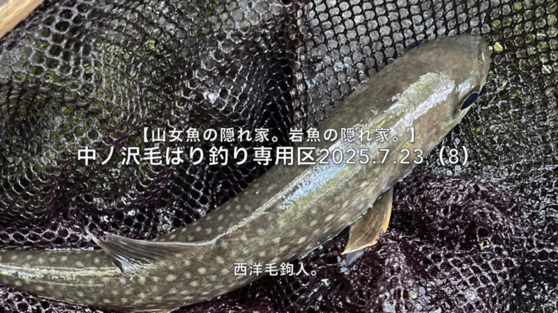 【フライフィッシング】山女魚を釣ると、早アワセが加速する?