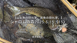【フライフィッシング】釣れれば、メンタル回復！ 