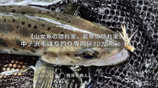 【フライフィッシング】岩魚アワセと山女魚アワセ。 