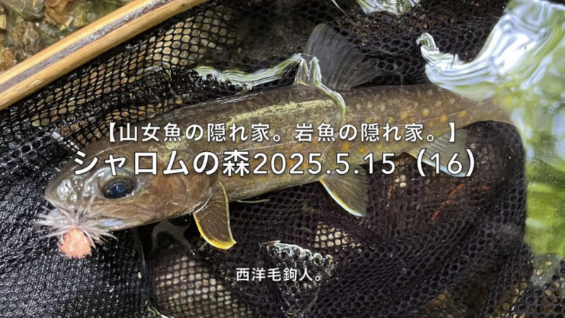 【フライフィッシング】沈み石が重要だ!