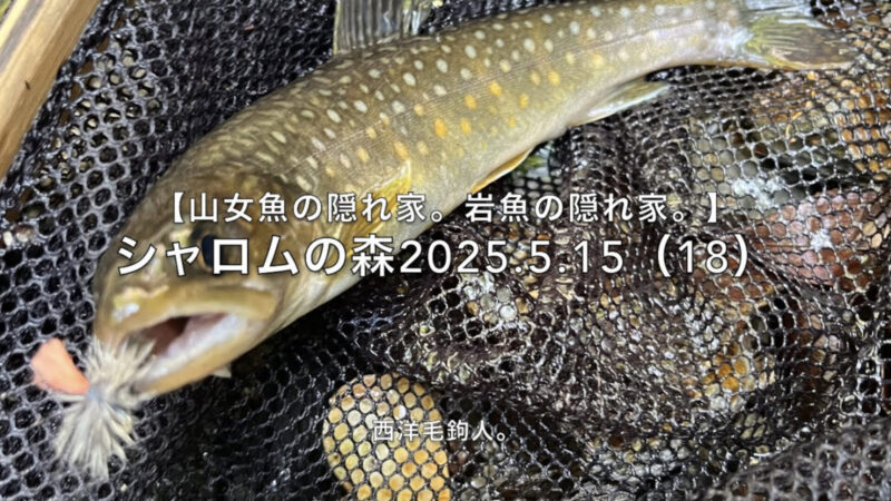 【フライフィッシング】C&Rすれば、チビは尺になる!
