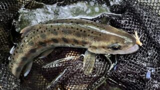【釣果16匹山女魚10岩魚6】中丿沢毛ばり釣り専用区2025.8.6 
