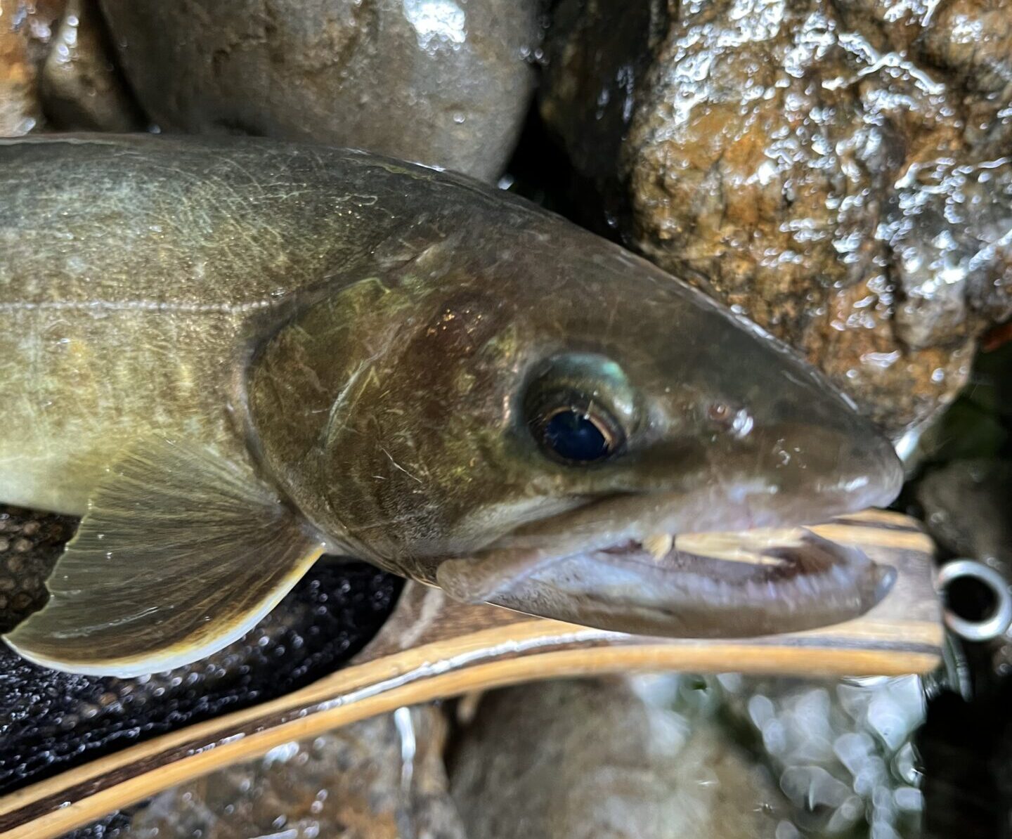 【釣果16匹山女魚10岩魚6】中丿沢毛ばり釣り専用区2025.8.6