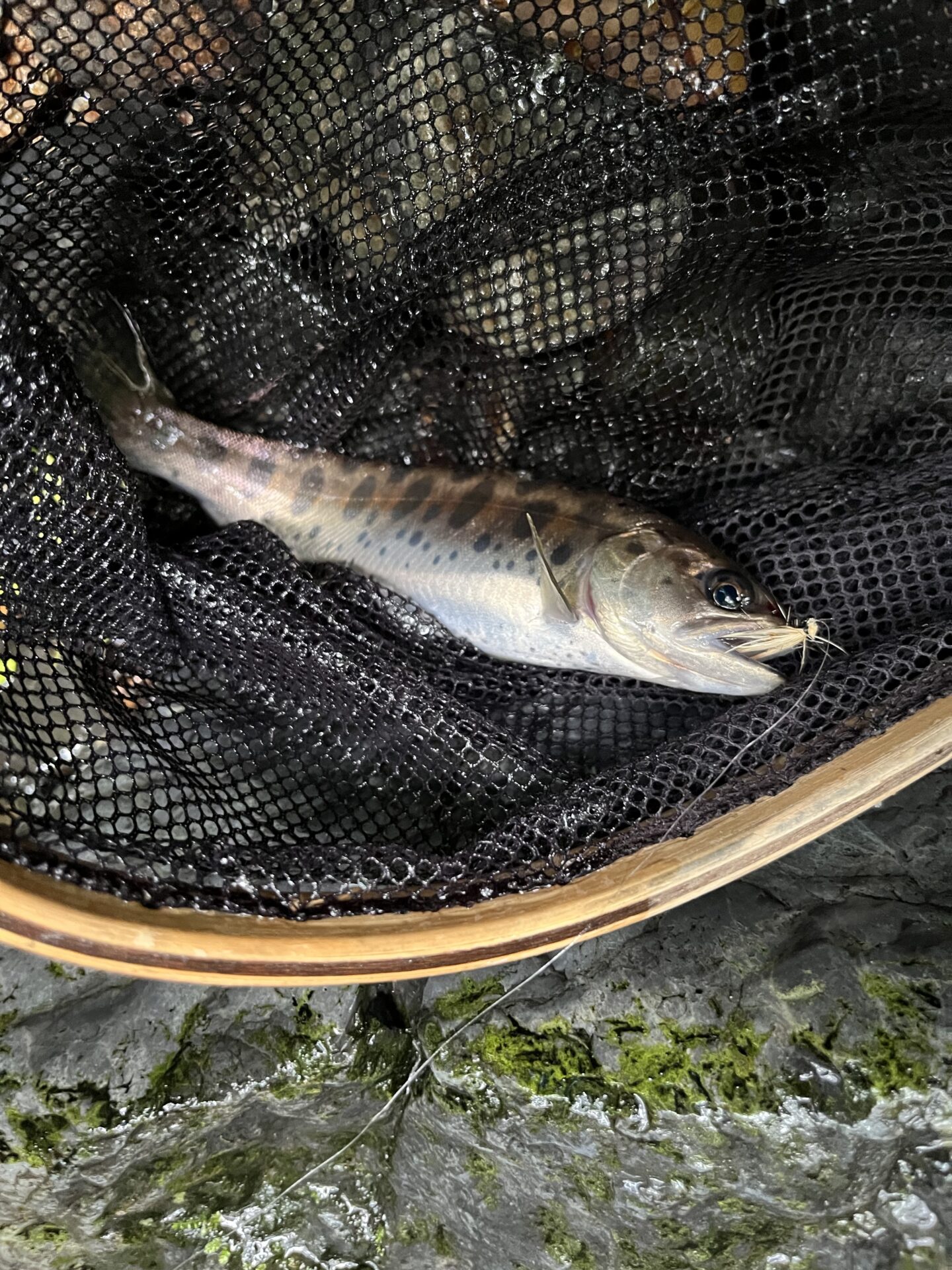 山女魚
シャロムの森
2025.8.27
9:08