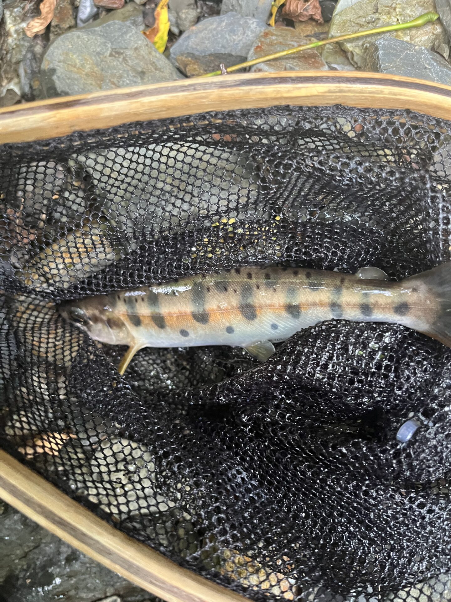 山女魚
シャロムの森
2025.8.27
9:57