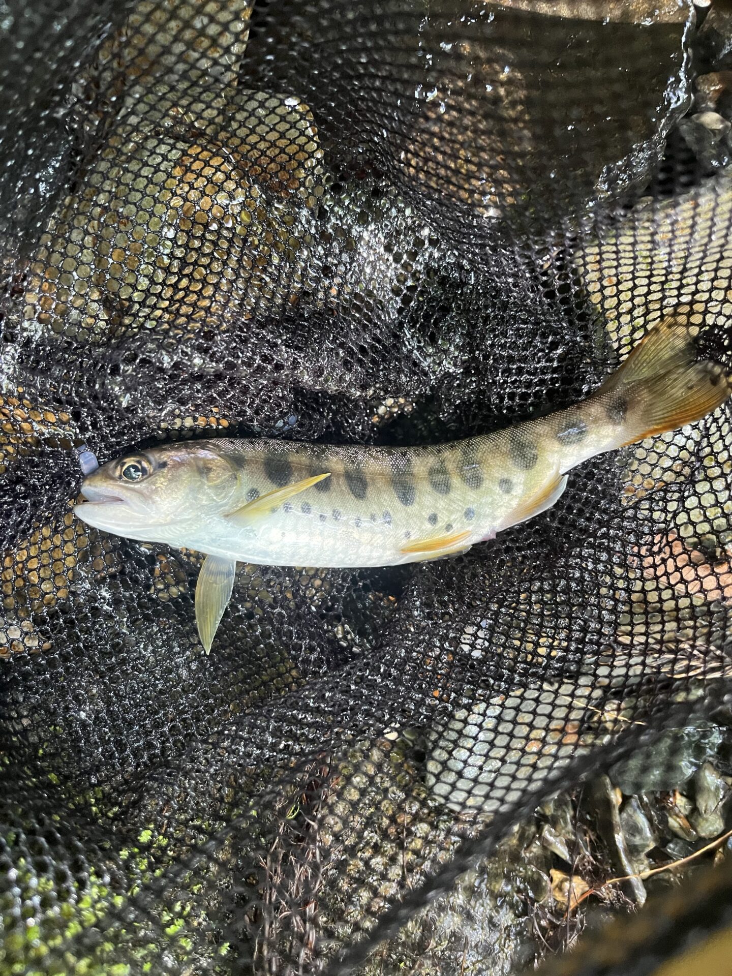 山女魚
シャロムの森
2025.8.27
10:22