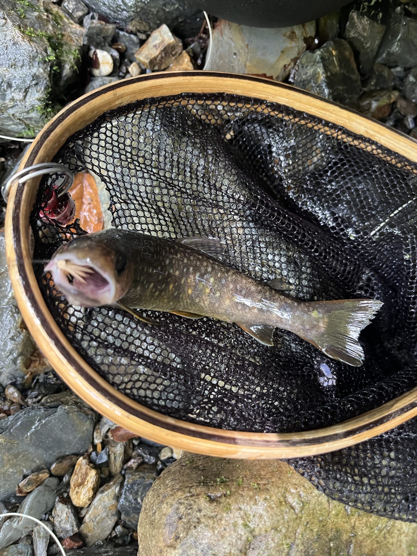 岩魚
シャロムの森
2025.8.27
11:12