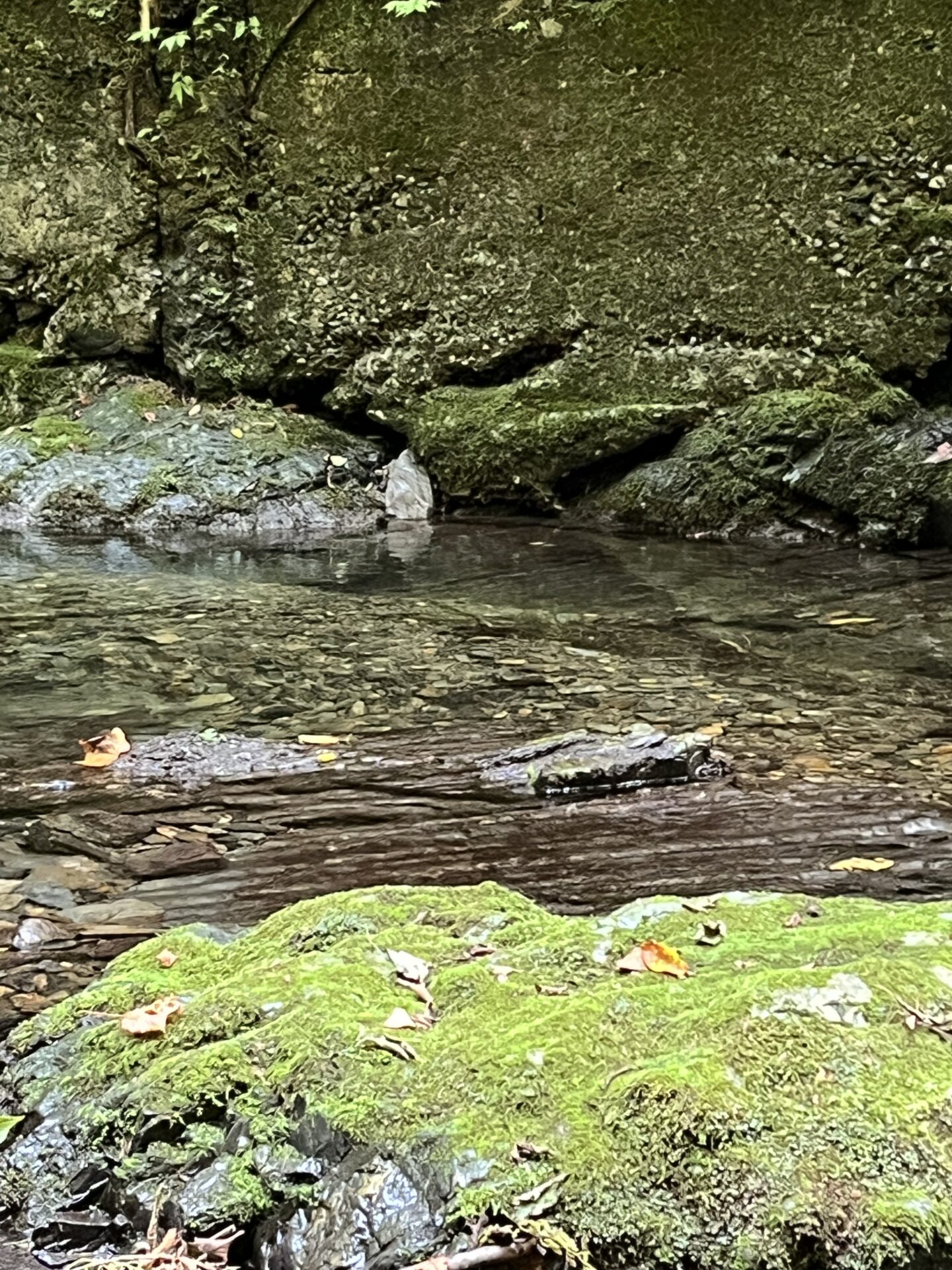 山女魚
ポイント
シャロムの森
2025.8.27
13:03
