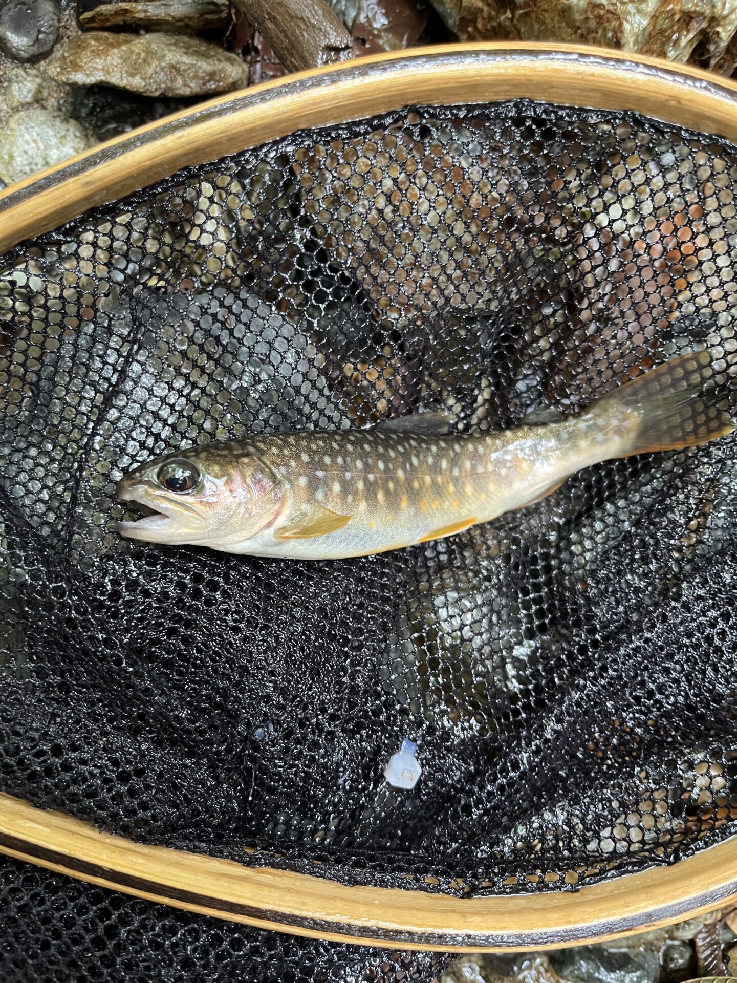 岩魚
シャロムの森
2025.8.27
14:15