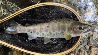 【釣果17匹山女魚12岩魚5】シャロムの森2025.8.27 