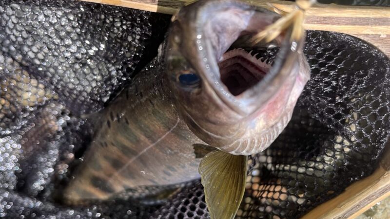 【釣果14匹山女魚12岩魚2】シャロムの森2025.8.28