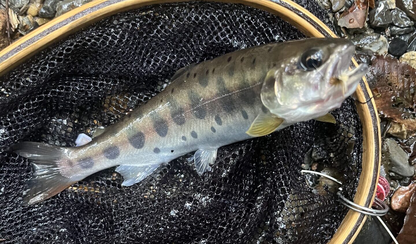 【釣果14匹山女魚12岩魚2】シャロムの森2025.8.28