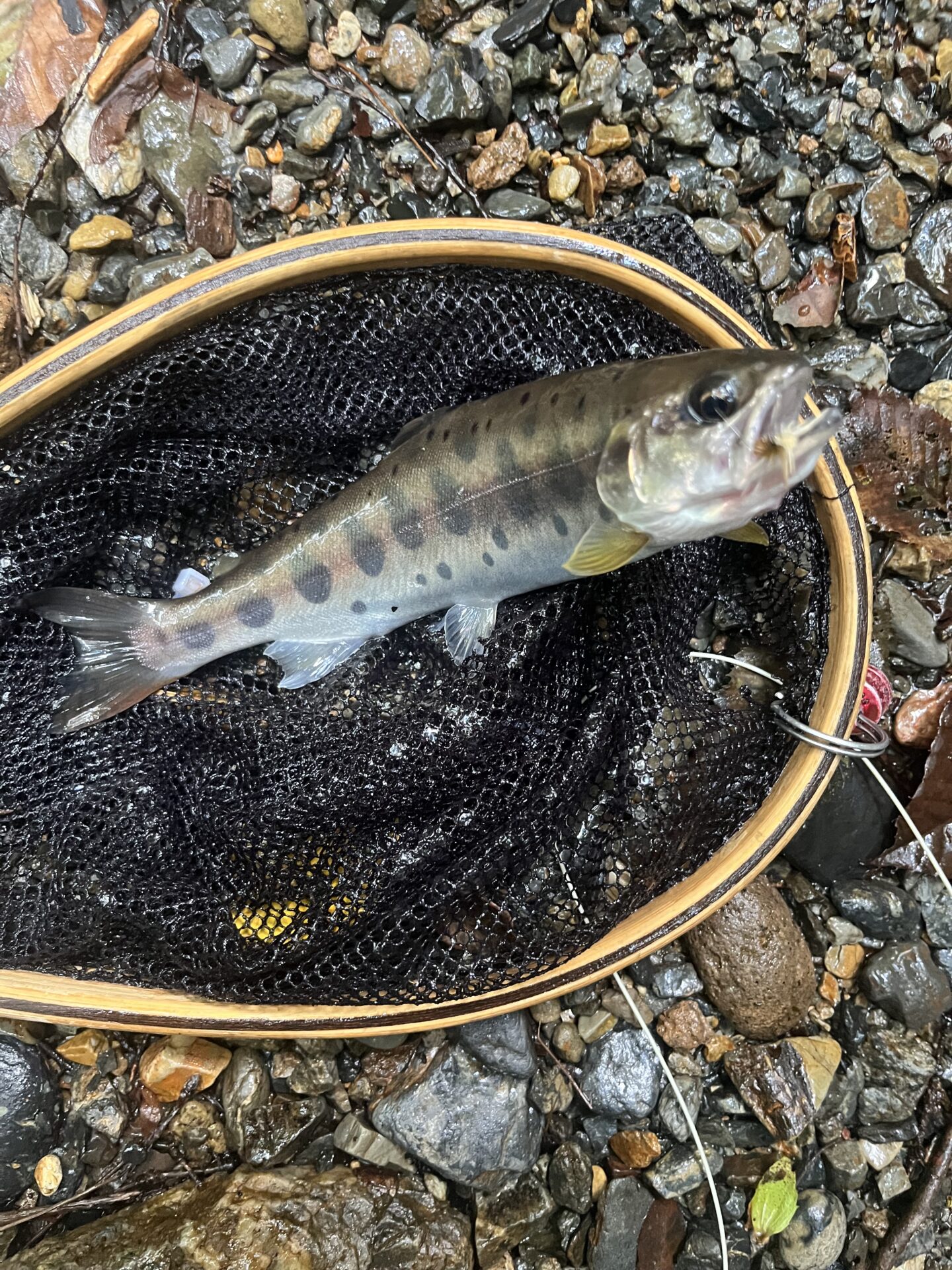 山女魚
シャロムの森
2025.8.28
14:21