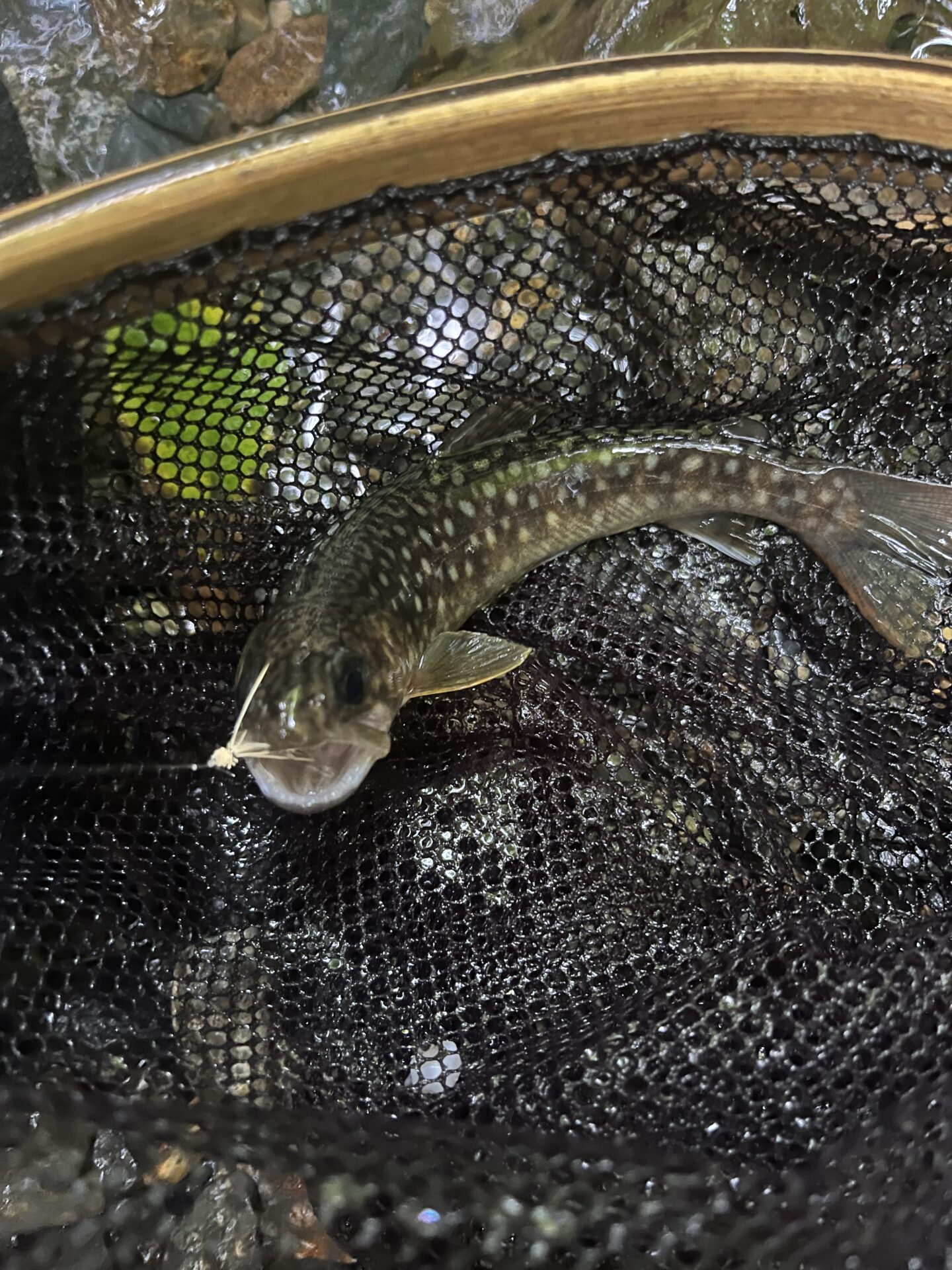 岩魚
シャロムの森
2025.8.28
14:35