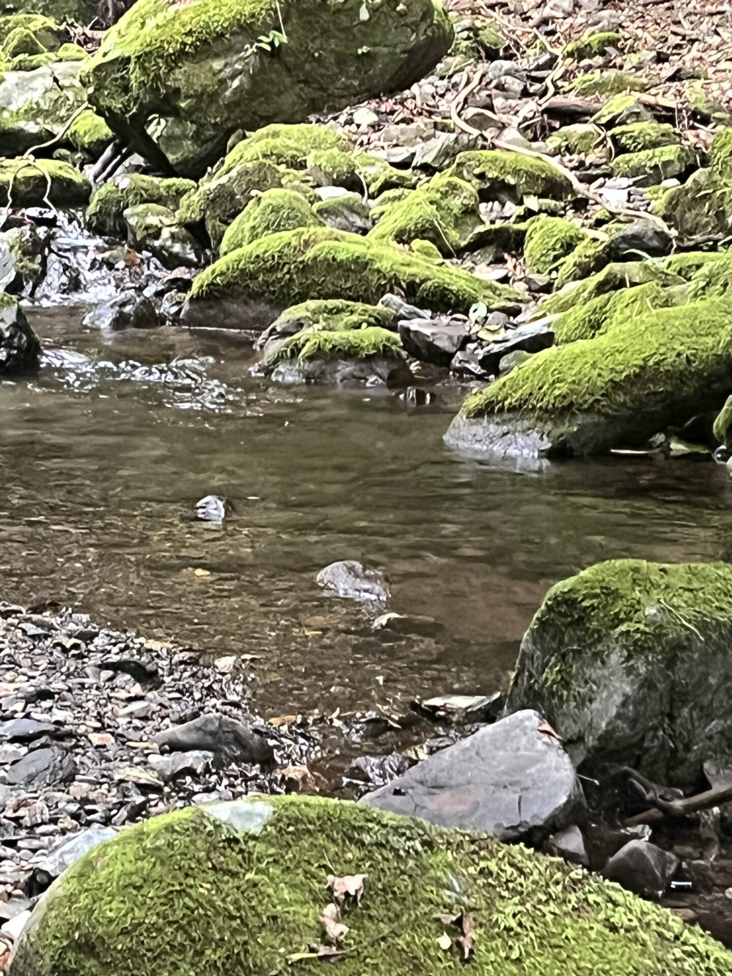 岩魚
ポイント
シャロムの森
2025.8.28
14:35