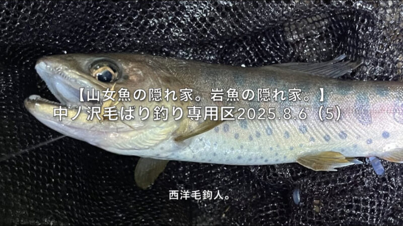 【フライフィッシング】山女魚の日。 