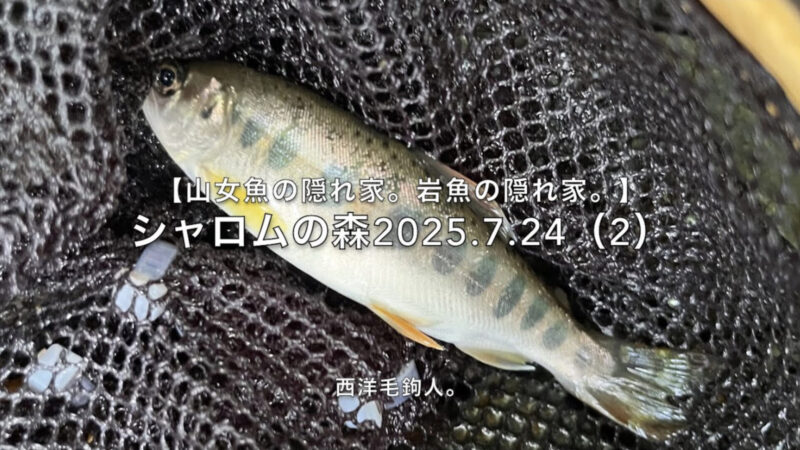【フライフィッシング】流芯には、チビ山女魚。
