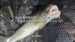 【フライフィッシング】大場所警備員の岩魚？ 