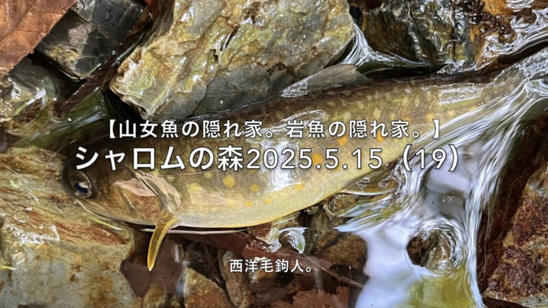 【フライフィッシング】釣れたことより、感心したこと。