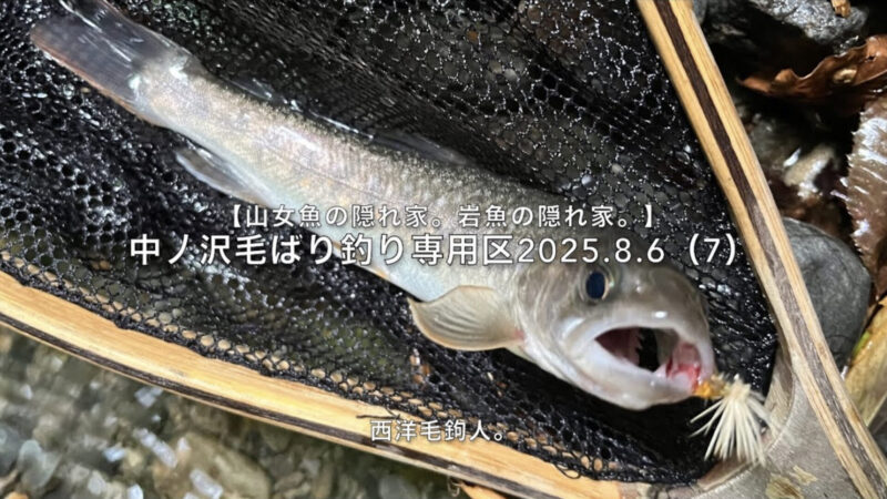 【フライフィッシング】足首水深、分流、倒木、しっかり流れ・・・奴がいる!