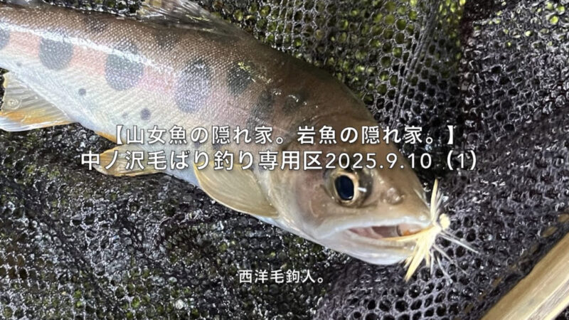 【フライフィッシング】隅っこに潜んでいた山女魚。 