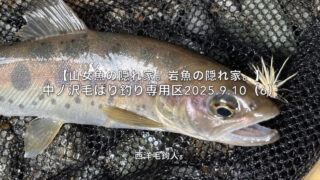 【フライフィッシング】頭上に障害物がないと、しっかり釣るのかな？ 