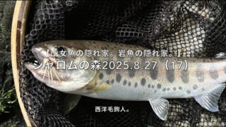 【フライフィッシング】無欲の1匹！ 