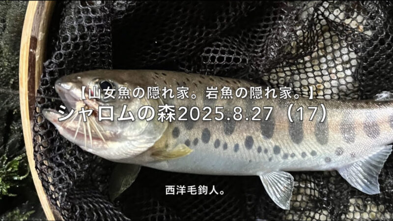 【フライフィッシング】無欲の1匹!