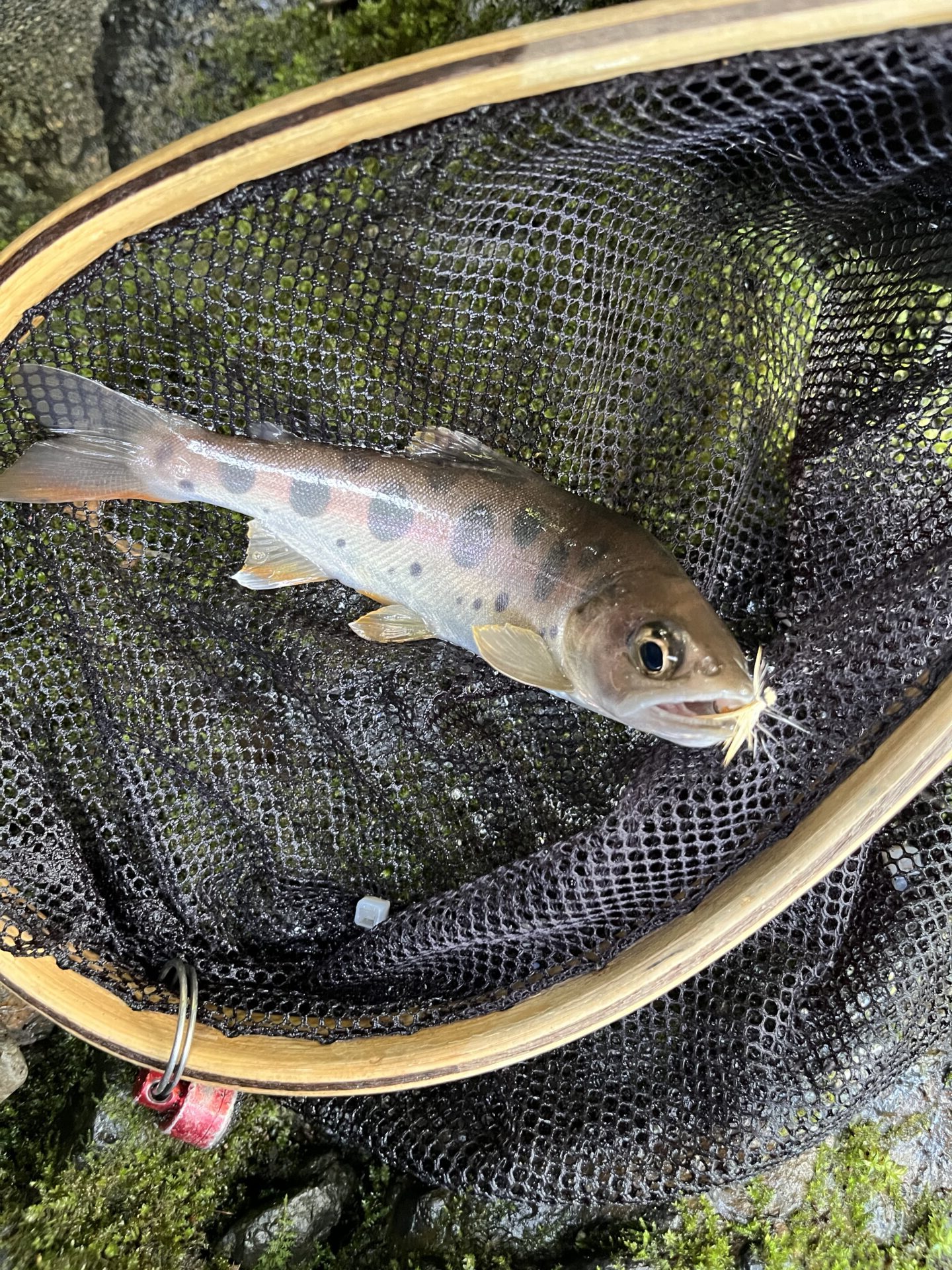 山女魚
中丿沢毛ばり釣り専用区
2025.9.10
9:31
