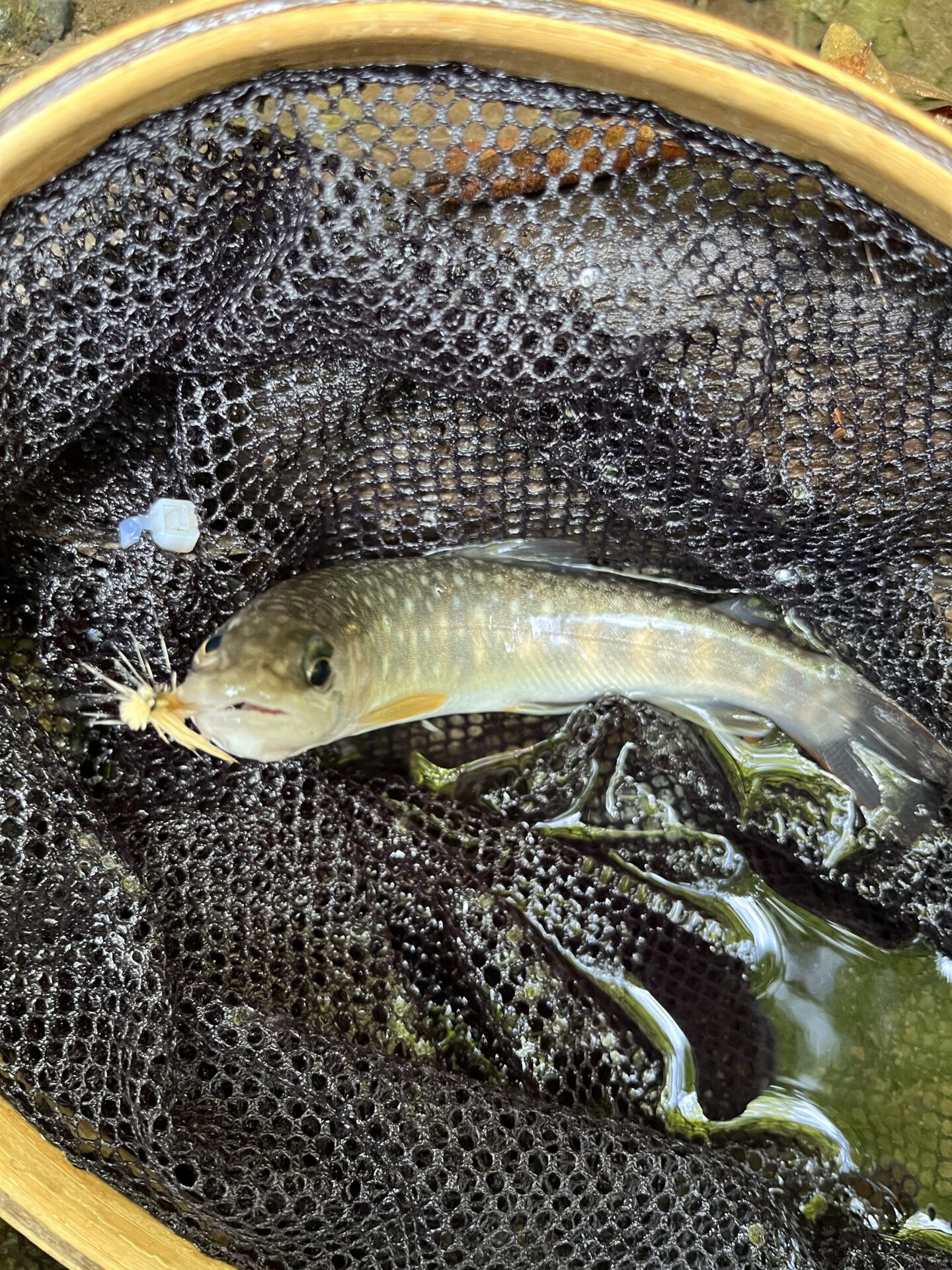 岩魚
中丿沢毛ばり釣り専用区
2025.9.10
9:55