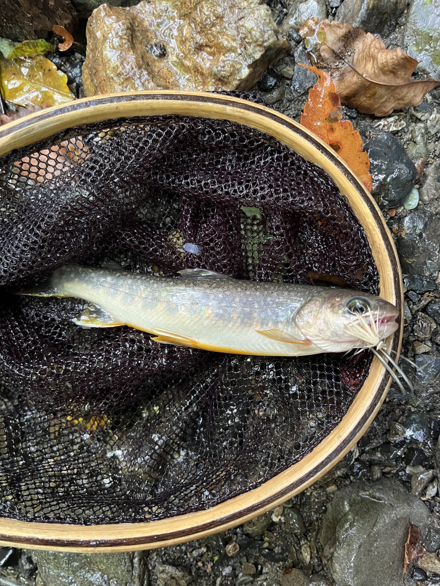 岩魚
中丿沢毛ばり釣り専用区
2025.9.10
10:18